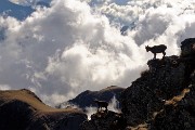 55 Su speroni rocciosi sopra un mare di nuvole